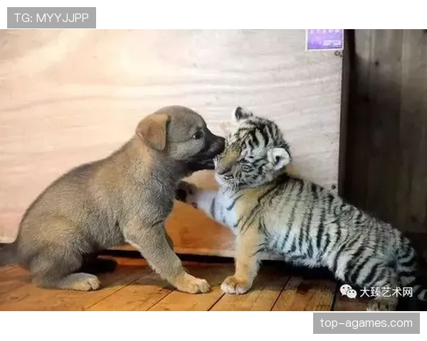 蒋圣龙家的狗吃的都比我一个月工资多